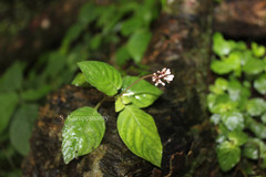 Ophiorrhiza radicans